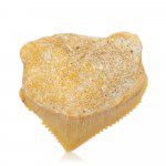 Liten fossil haitann – Squalicorax