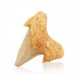 Liten fossil haitann – Otodus