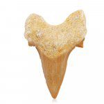 Stor fossil haitann – Otodus