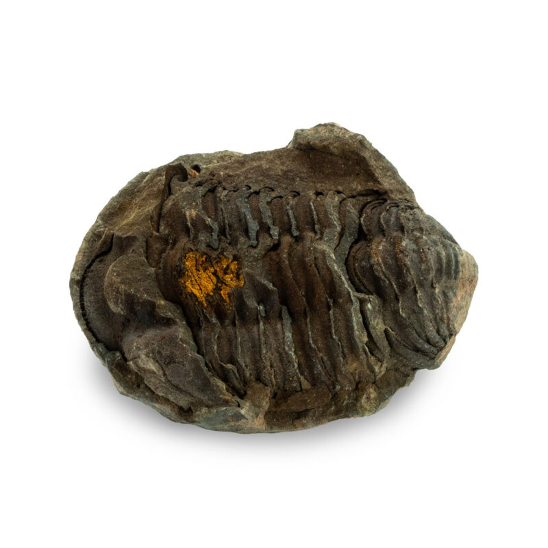 Trilobitt