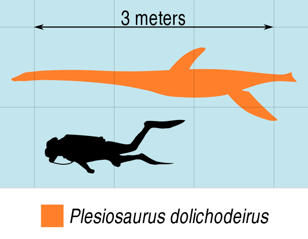 Diagram som viser plesiosaurus ved siden av et menneske.