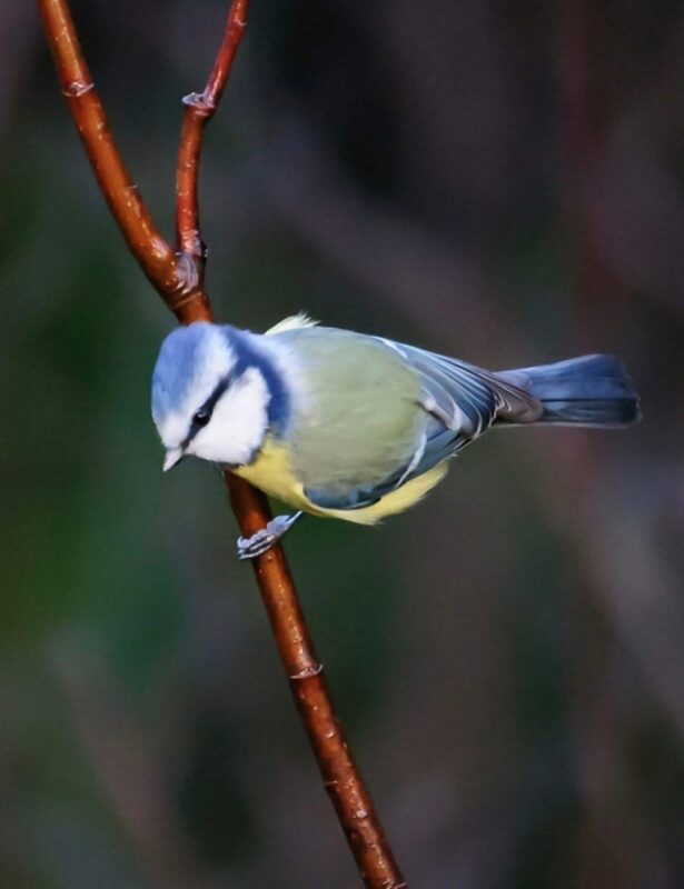 Image #1 from Inger Hilmo